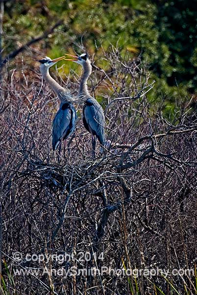 Great Blue Heron Pair on Nest